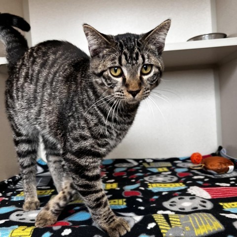 Mimikyu, an adoptable Domestic Short Hair in Rifle, CO, 81650 | Photo Image 1