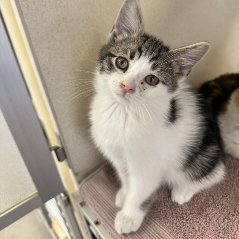 Riverton, an adoptable Domestic Short Hair in Rifle, CO, 81650 | Photo Image 1