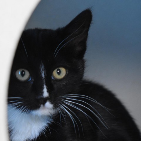 Mary, an adoptable Domestic Short Hair in Rifle, CO, 81650 | Photo Image 1