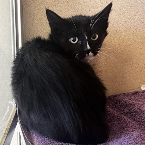 Mary, an adoptable Domestic Short Hair in Rifle, CO, 81650 | Photo Image 2