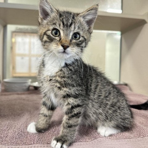 Acorn, an adoptable Domestic Short Hair in Rifle, CO, 81650 | Photo Image 1