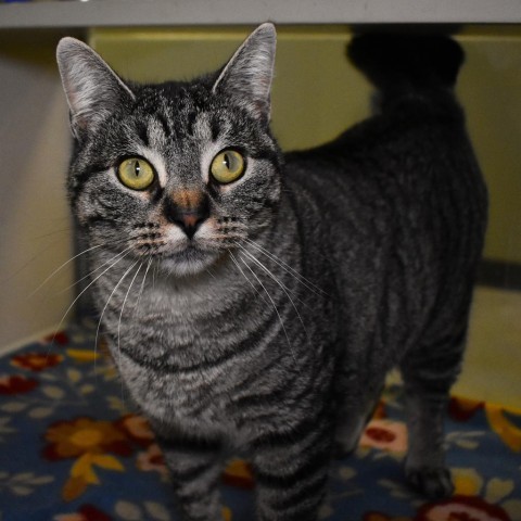 Squinky, an adoptable Domestic Short Hair in Rifle, CO, 81650 | Photo Image 1