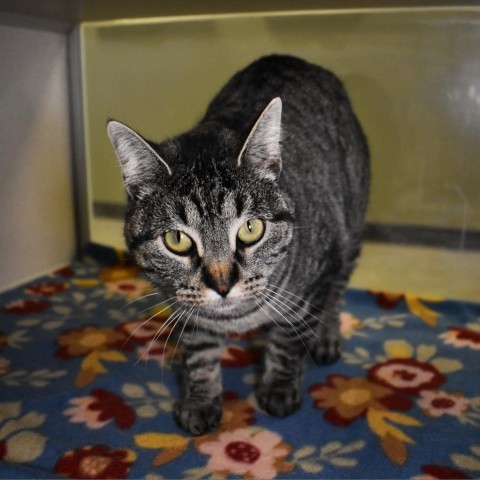 Squinky, an adoptable Domestic Short Hair in Rifle, CO, 81650 | Photo Image 2