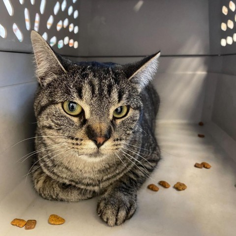 Squinky, an adoptable Domestic Short Hair in Rifle, CO, 81650 | Photo Image 3