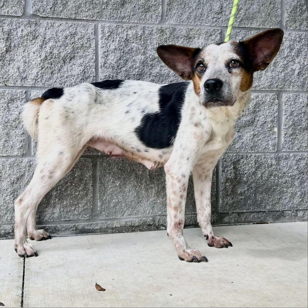 Edith (Little), an adoptable Cattle Dog, Mixed Breed in Wadena, MN, 56482 | Photo Image 1