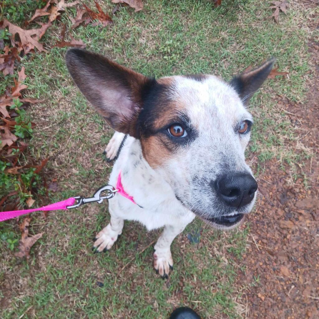 Edith (Little), an adoptable Cattle Dog, Mixed Breed in Wadena, MN, 56482 | Photo Image 2
