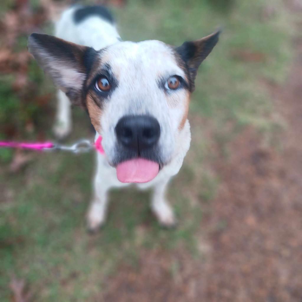 Edith (Little), an adoptable Cattle Dog, Mixed Breed in Wadena, MN, 56482 | Photo Image 3