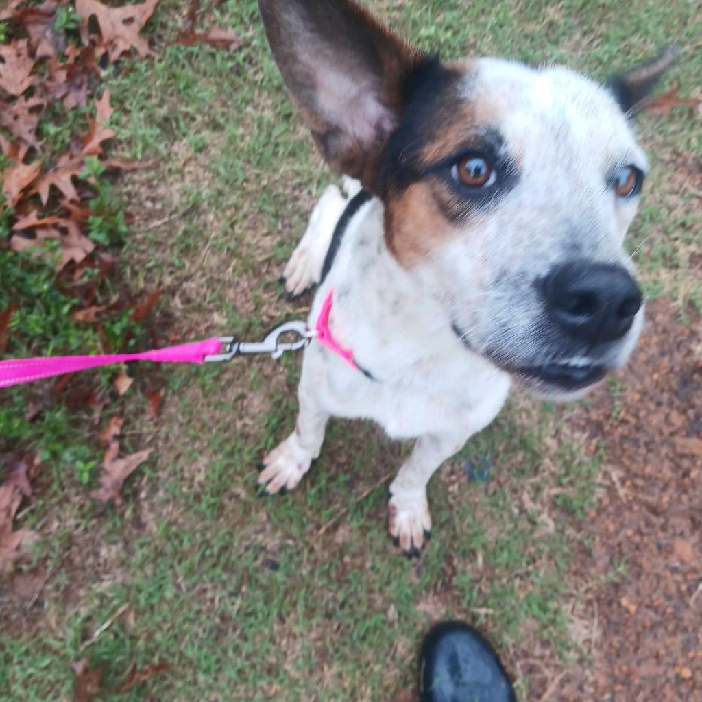 Edith (Little), an adoptable Cattle Dog, Mixed Breed in Wadena, MN, 56482 | Photo Image 4