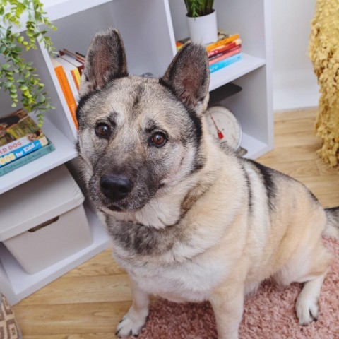 West, an adoptable Australian Cattle Dog / Blue Heeler, Keeshond in Los Angeles, CA, 90025 | Photo Image 1