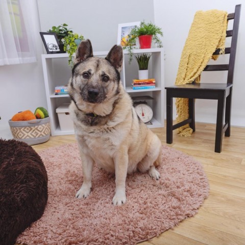 West, an adoptable Australian Cattle Dog / Blue Heeler, Keeshond in Los Angeles, CA, 90025 | Photo Image 2