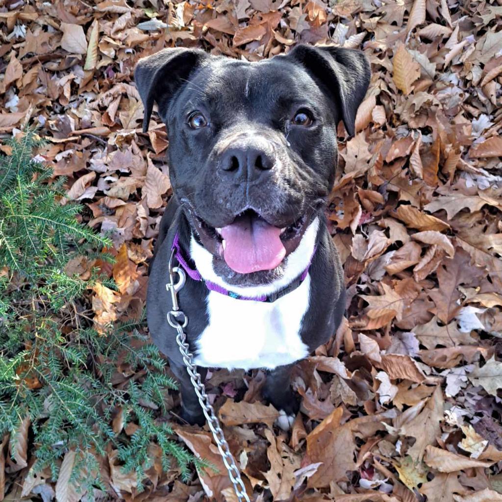 Zeta, an adoptable Boxer in Conway, NH, 03818 | Photo Image 1