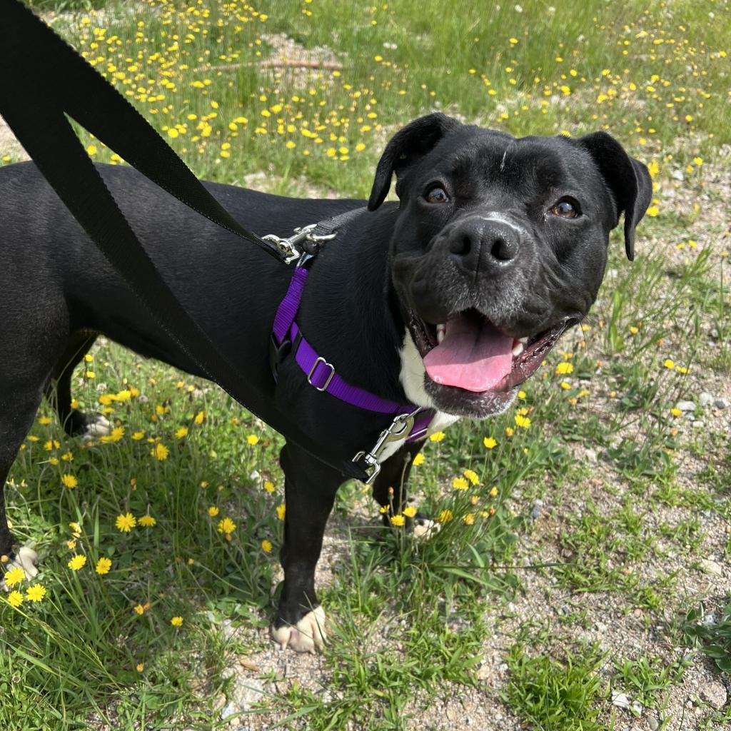 Zeta, an adoptable Boxer in Conway, NH, 03818 | Photo Image 1