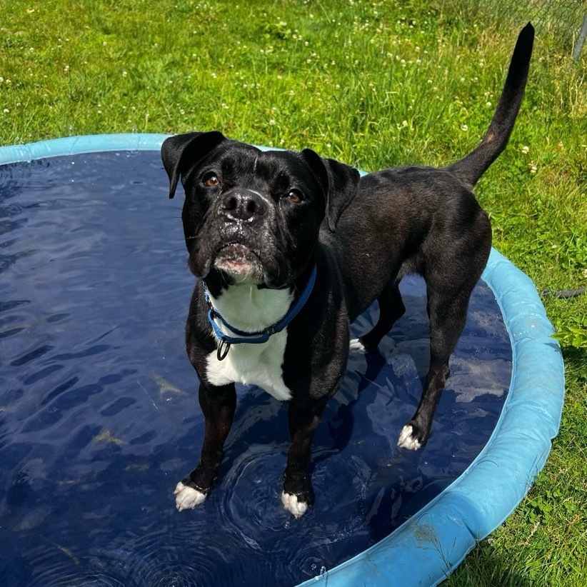 Zeta, an adoptable Boxer in Conway, NH, 03818 | Photo Image 1
