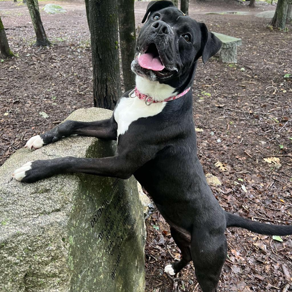 Zeta, an adoptable Boxer in Conway, NH, 03818 | Photo Image 2