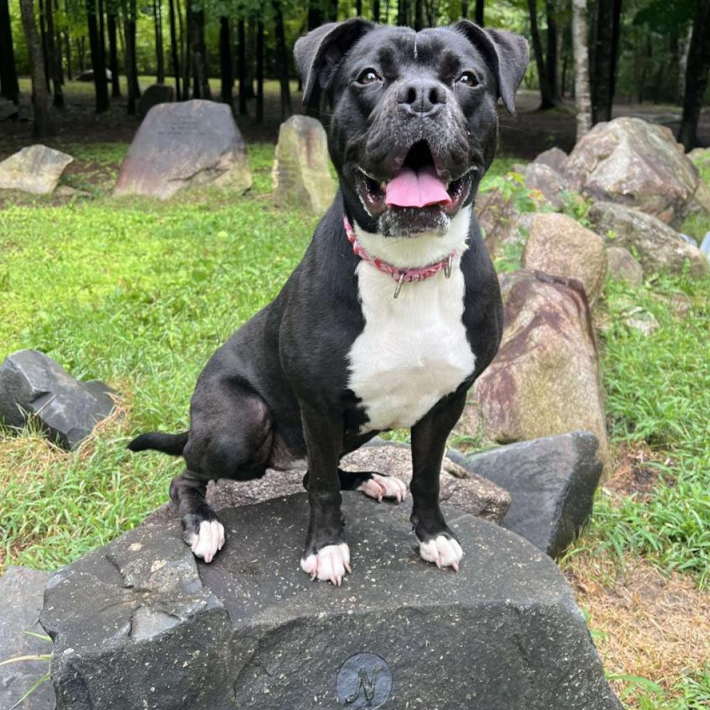 Zeta, an adoptable Boxer in Conway, NH, 03818 | Photo Image 3