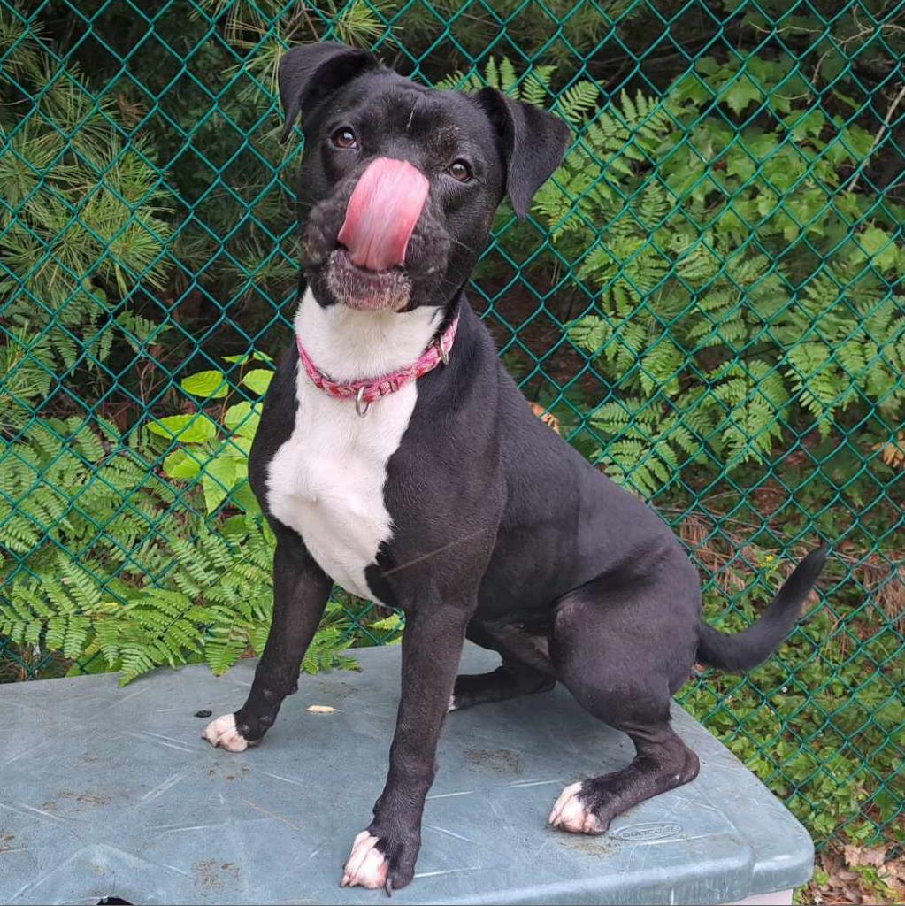 Zeta, an adoptable Boxer in Conway, NH, 03818 | Photo Image 5