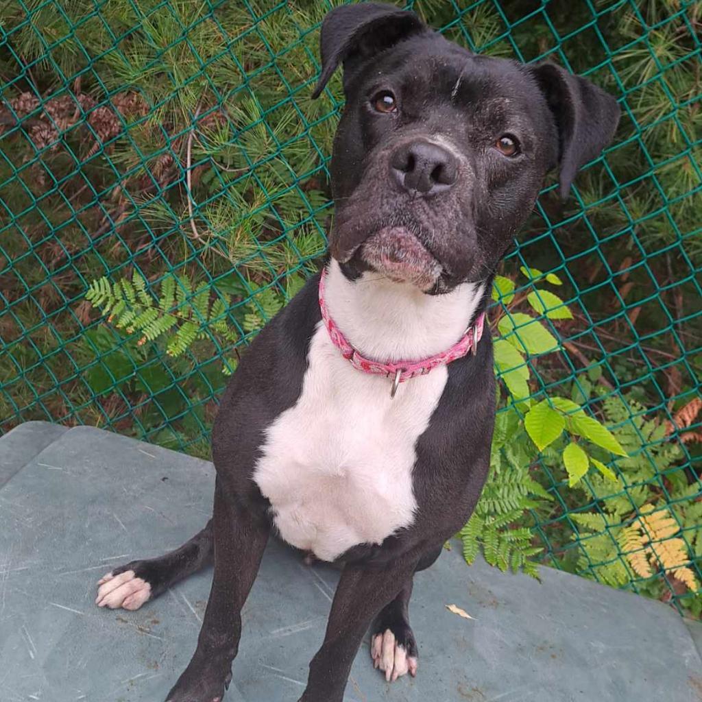 Zeta, an adoptable Boxer in Conway, NH, 03818 | Photo Image 5
