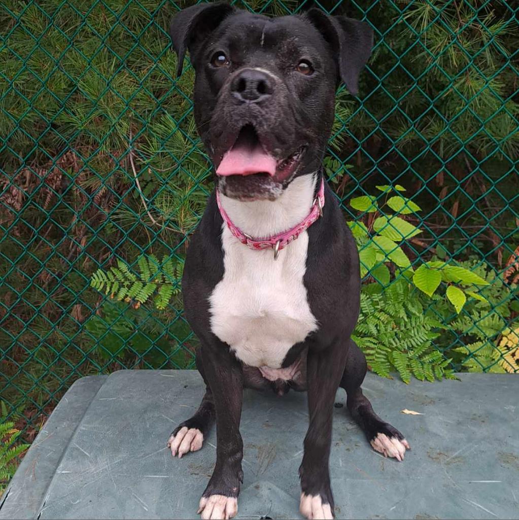 Zeta, an adoptable Boxer in Conway, NH, 03818 | Photo Image 6