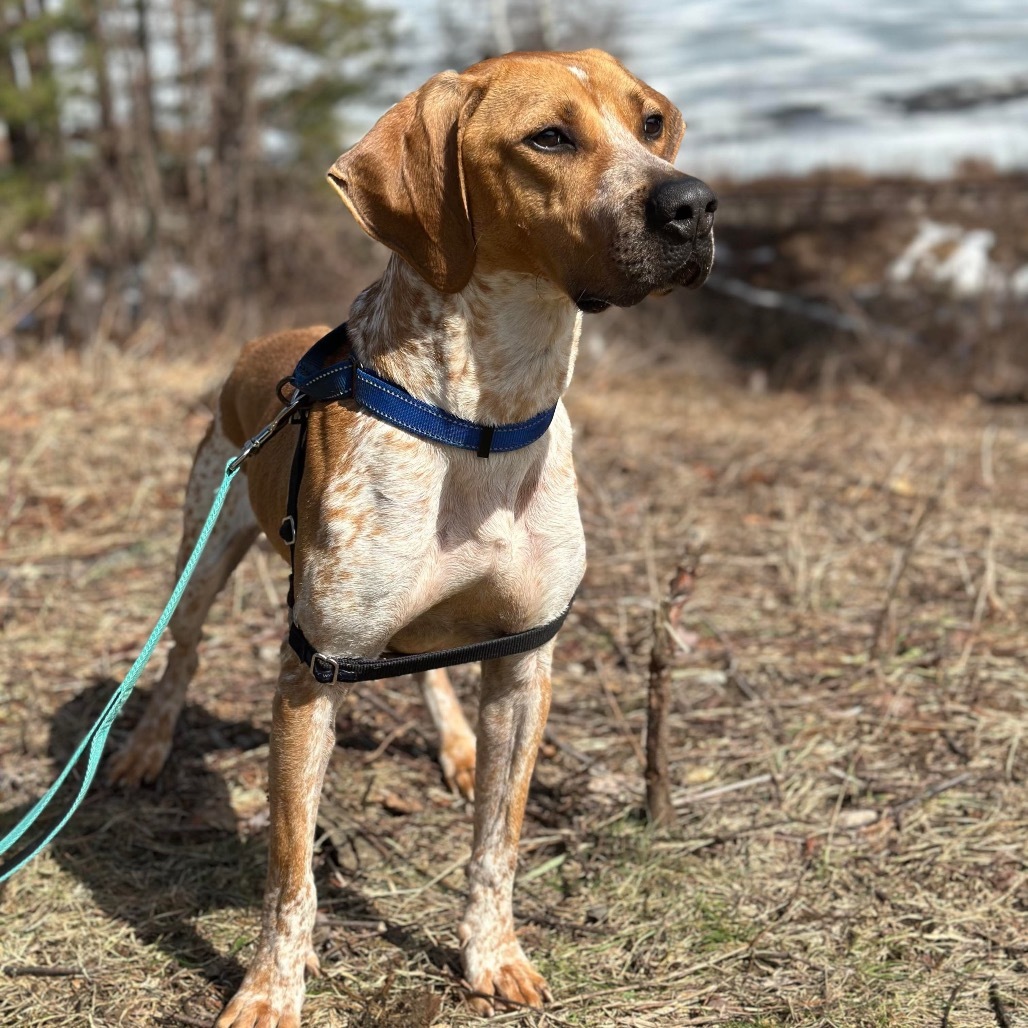 Moose, an adoptable Coonhound, Mixed Breed in Conway, NH, 03818 | Photo Image 1