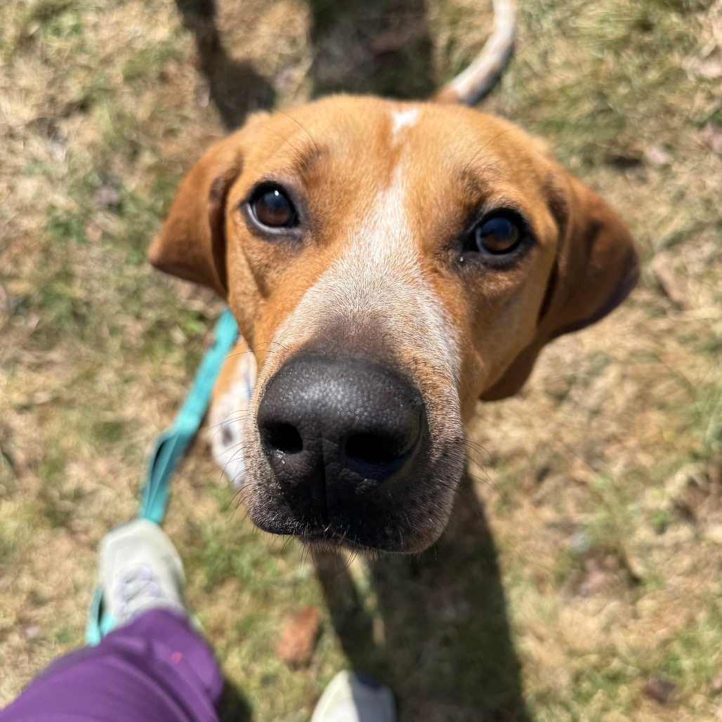 Moose, an adoptable Coonhound, Mixed Breed in Conway, NH, 03818 | Photo Image 1