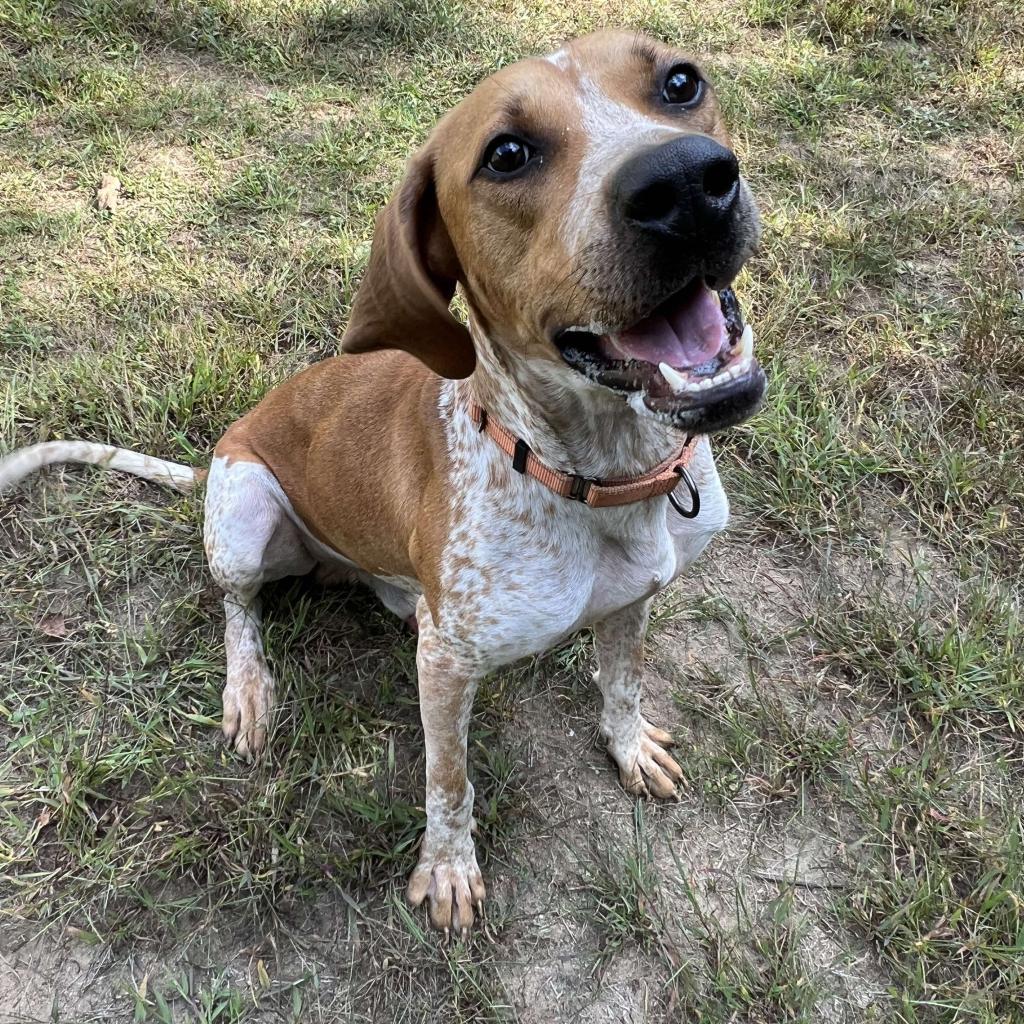 Moose, an adoptable Coonhound, Mixed Breed in Conway, NH, 03818 | Photo Image 2