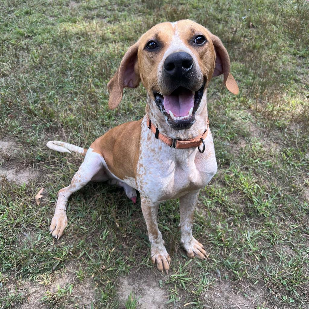 Moose, an adoptable Coonhound, Mixed Breed in Conway, NH, 03818 | Photo Image 3