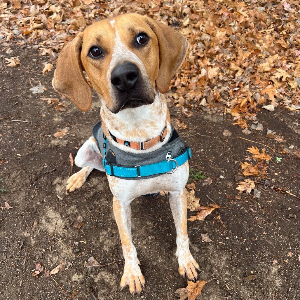 Moose, an adoptable Coonhound, Mixed Breed in Conway, NH, 03818 | Photo Image 4