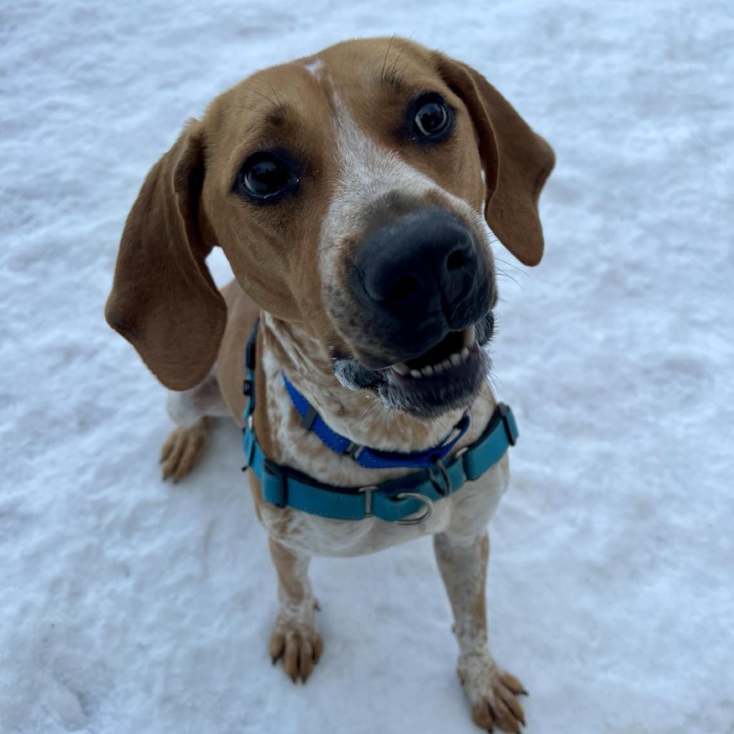 Moose, an adoptable Coonhound, Mixed Breed in Conway, NH, 03818 | Photo Image 6