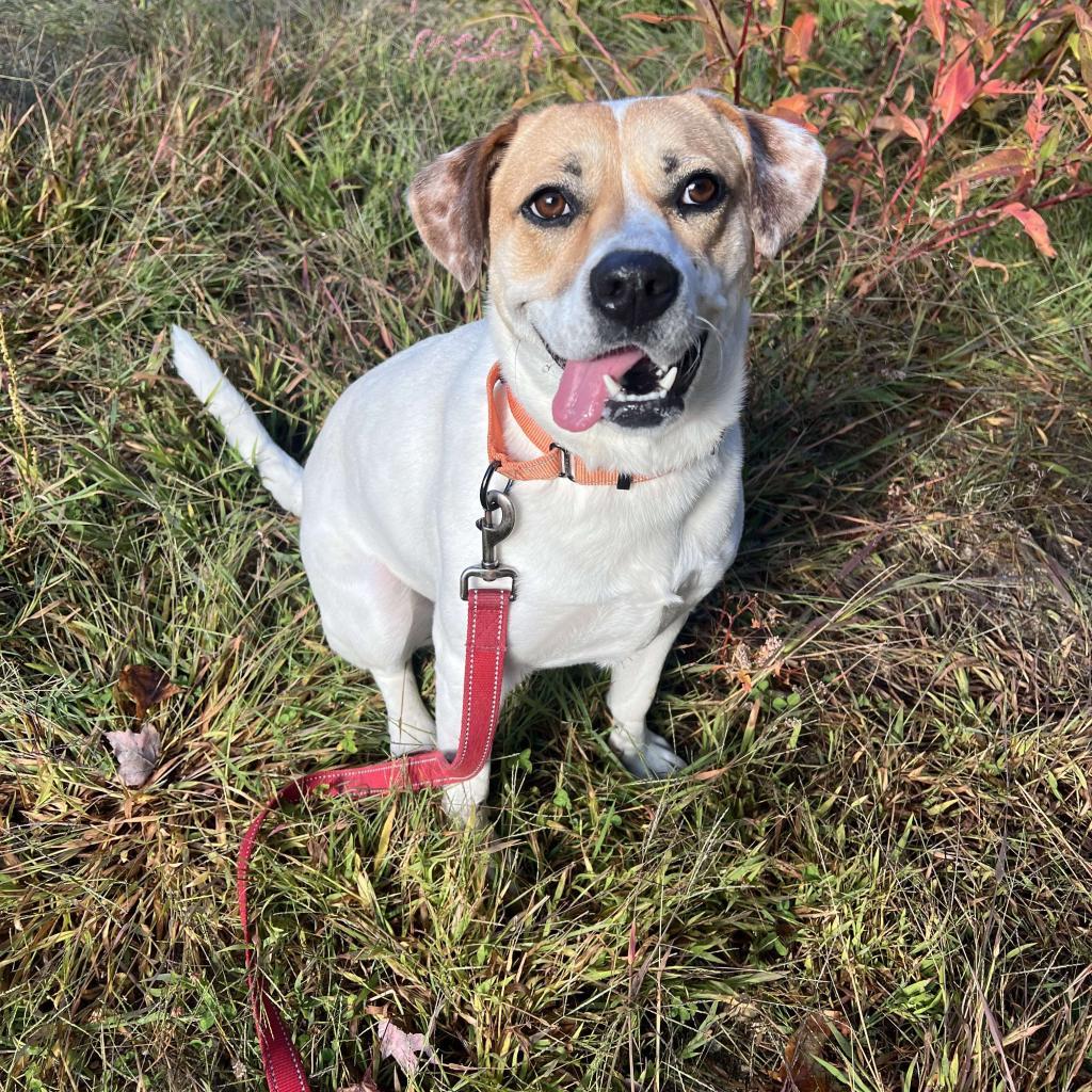 Maizy, an adoptable Cattle Dog in Conway, NH, 03818 | Photo Image 1