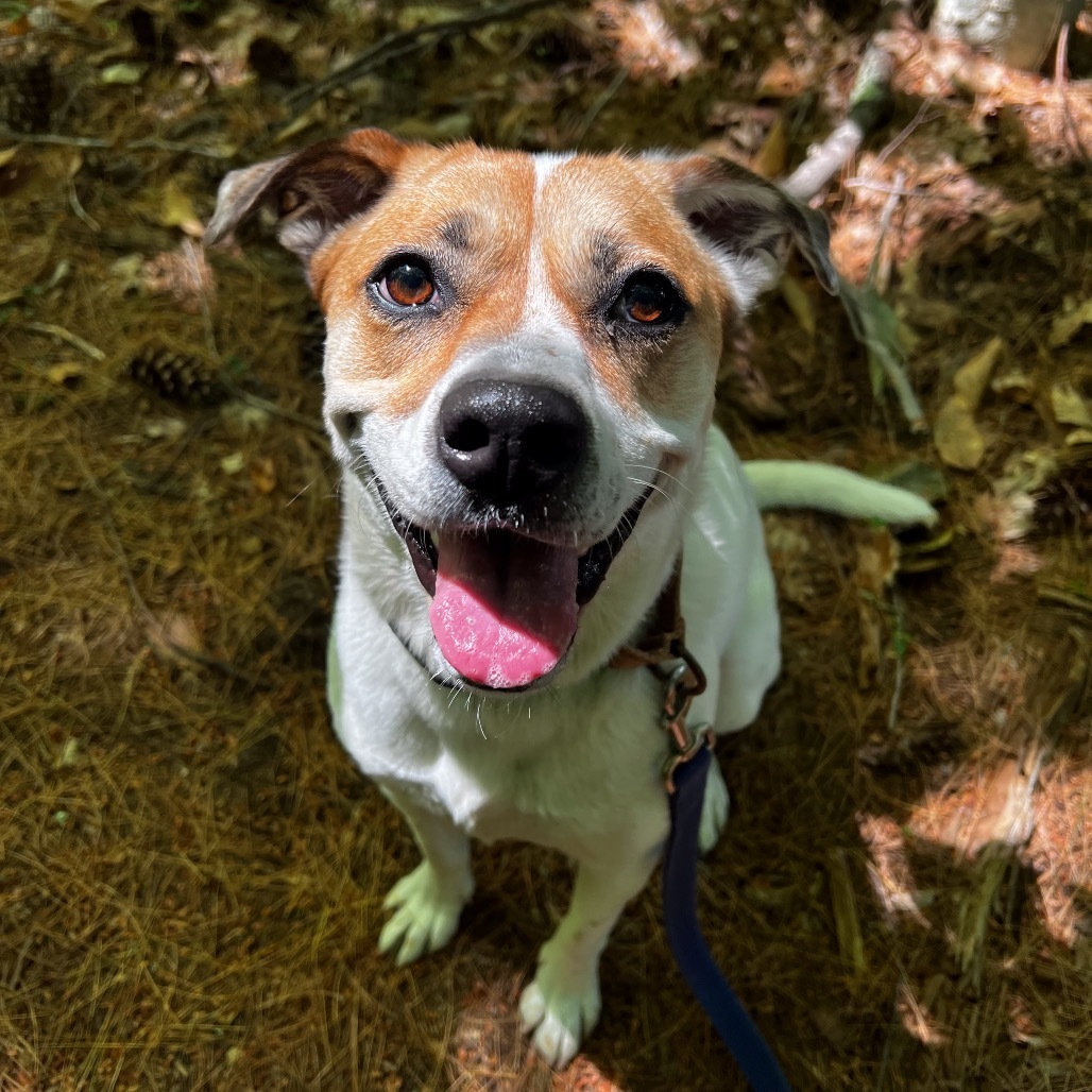 Maizy, an adoptable Cattle Dog in Conway, NH, 03818 | Photo Image 1