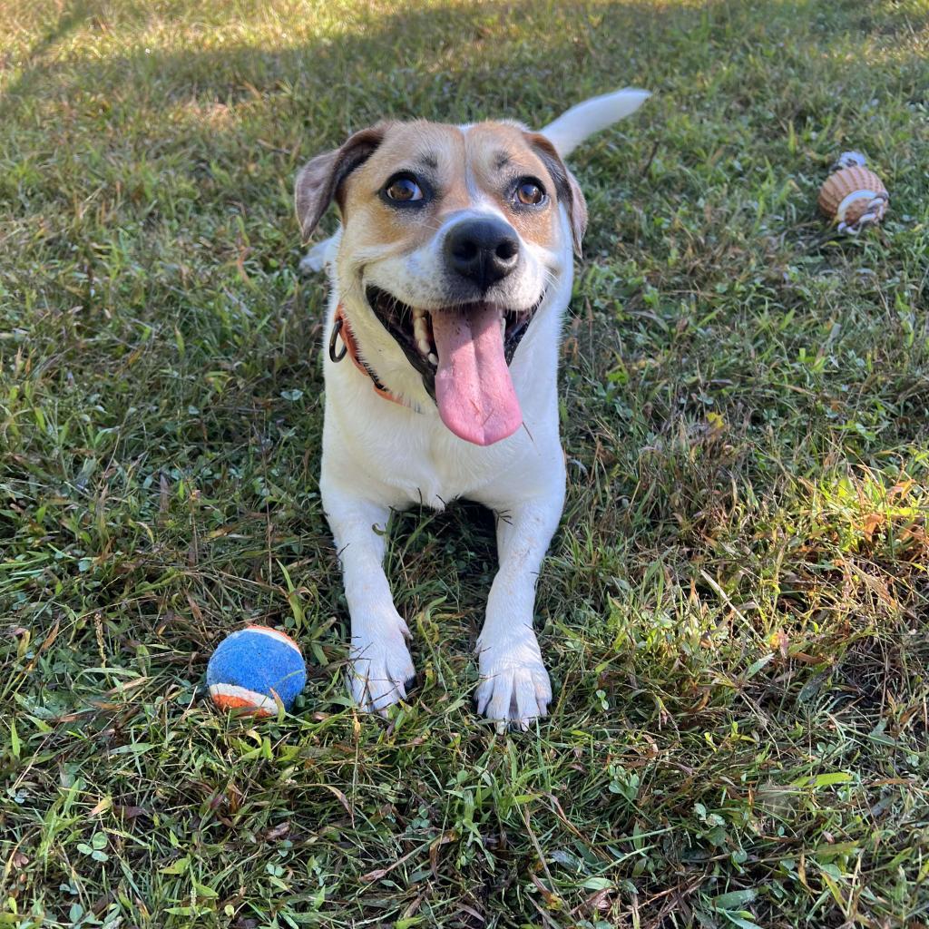 Maizy, an adoptable Cattle Dog in Conway, NH, 03818 | Photo Image 3