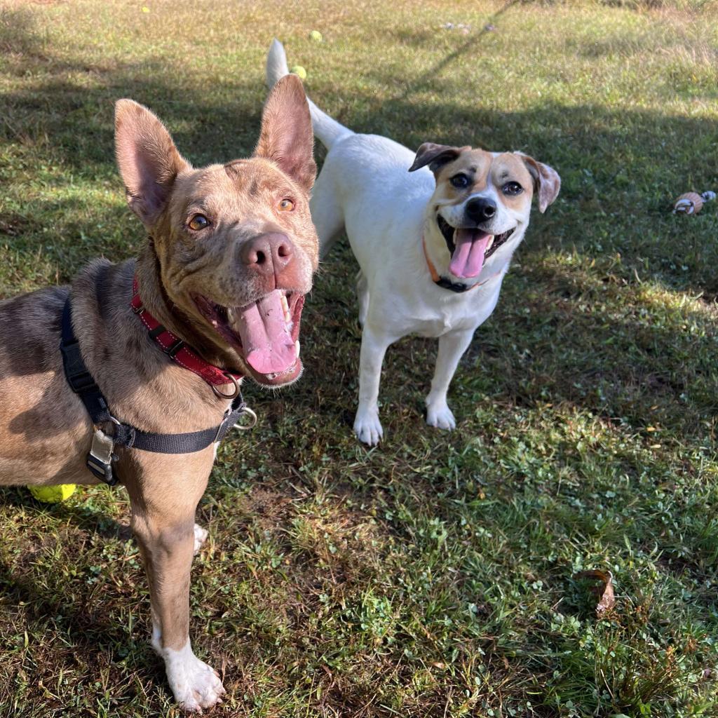 Maizy, an adoptable Cattle Dog in Conway, NH, 03818 | Photo Image 3