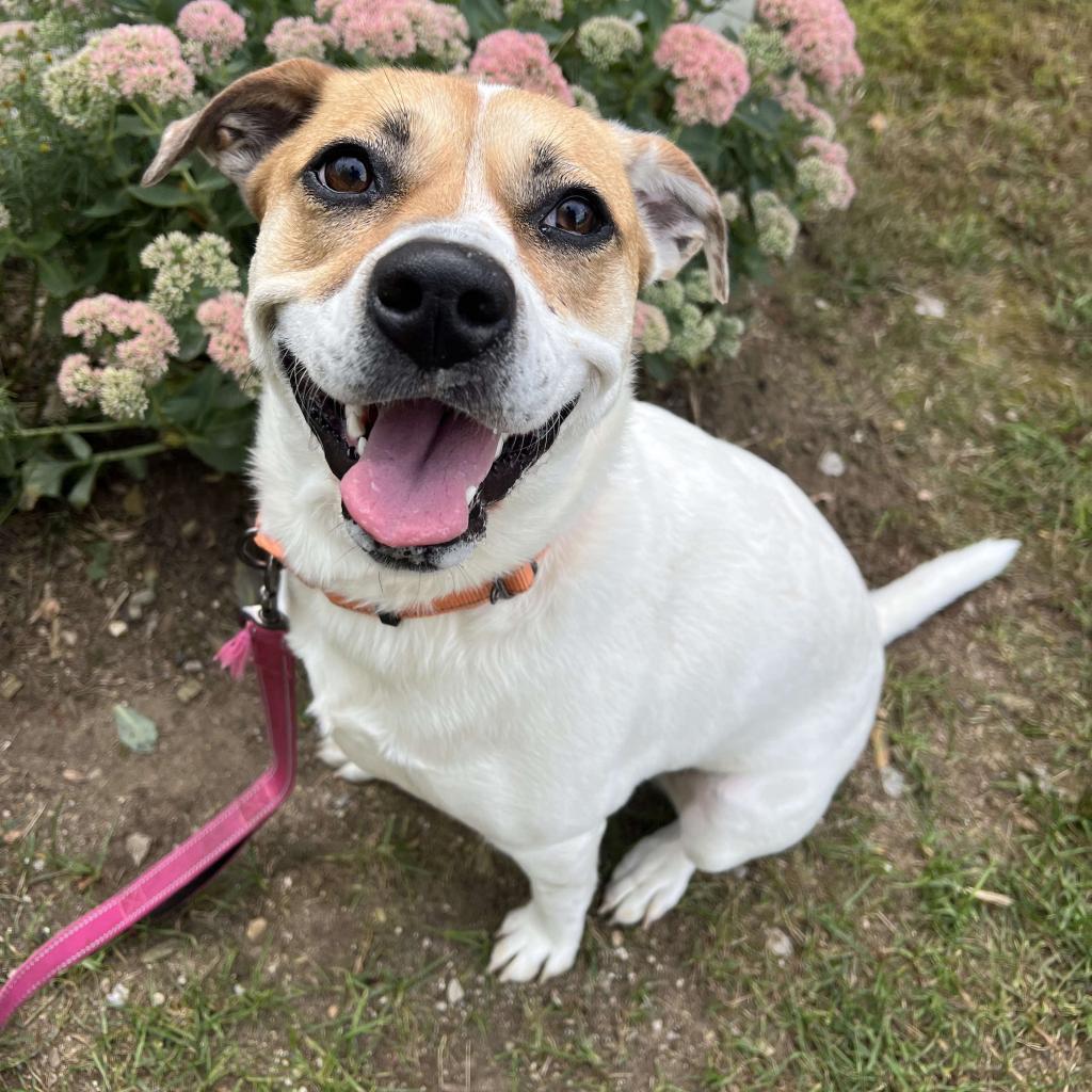 Maizy, an adoptable Cattle Dog in Conway, NH, 03818 | Photo Image 4
