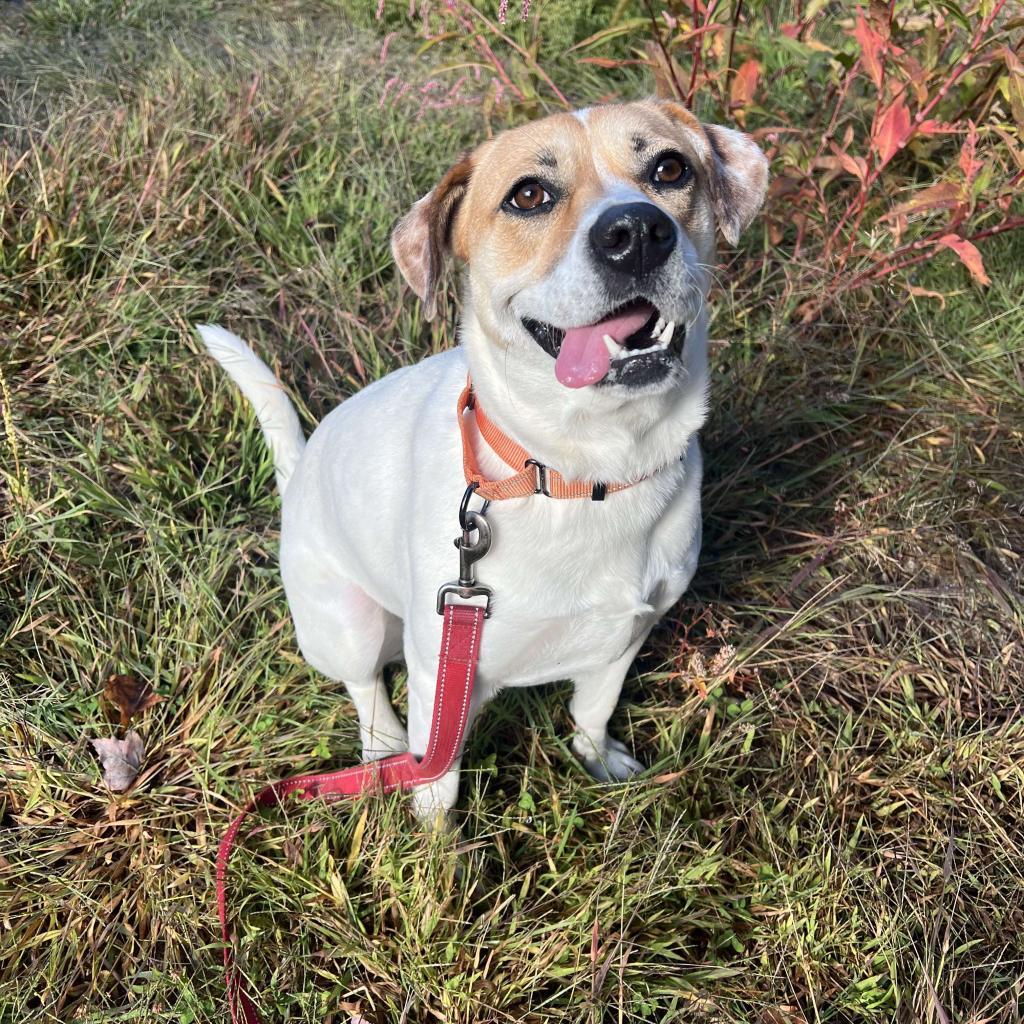 Maizy, an adoptable Cattle Dog in Conway, NH, 03818 | Photo Image 5