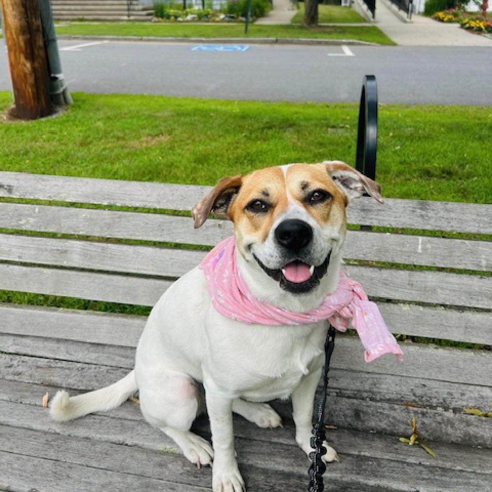Maizy, an adoptable Cattle Dog in Conway, NH, 03818 | Photo Image 6