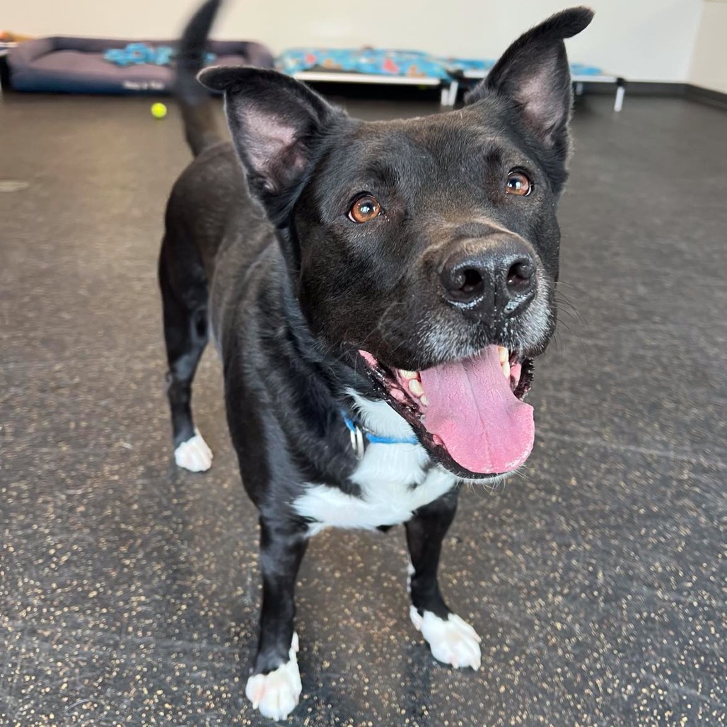 Titan, an adoptable Husky, Terrier in Conway, NH, 03818 | Photo Image 1