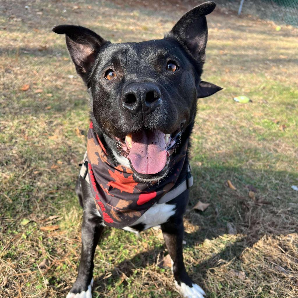 Titan, an adoptable Husky, Terrier in Conway, NH, 03818 | Photo Image 2