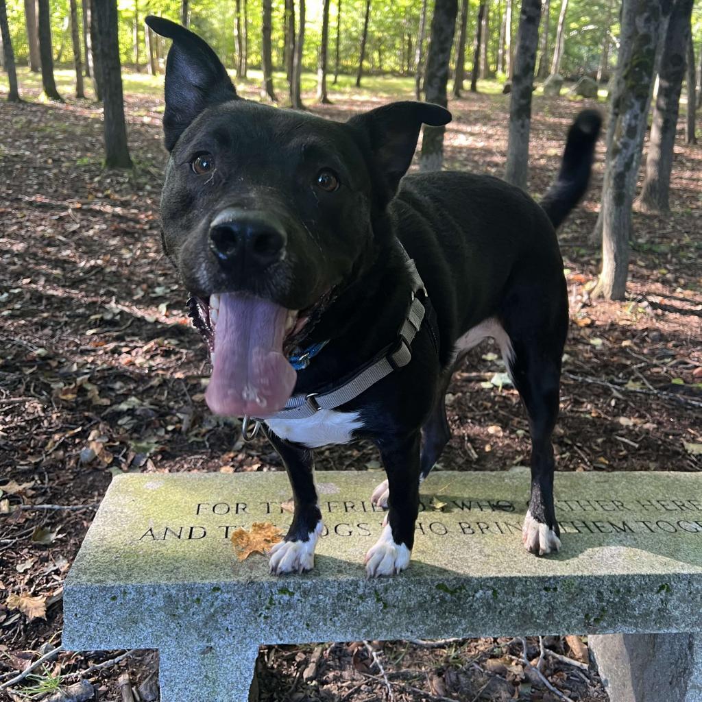 Titan, an adoptable Husky, Terrier in Conway, NH, 03818 | Photo Image 3
