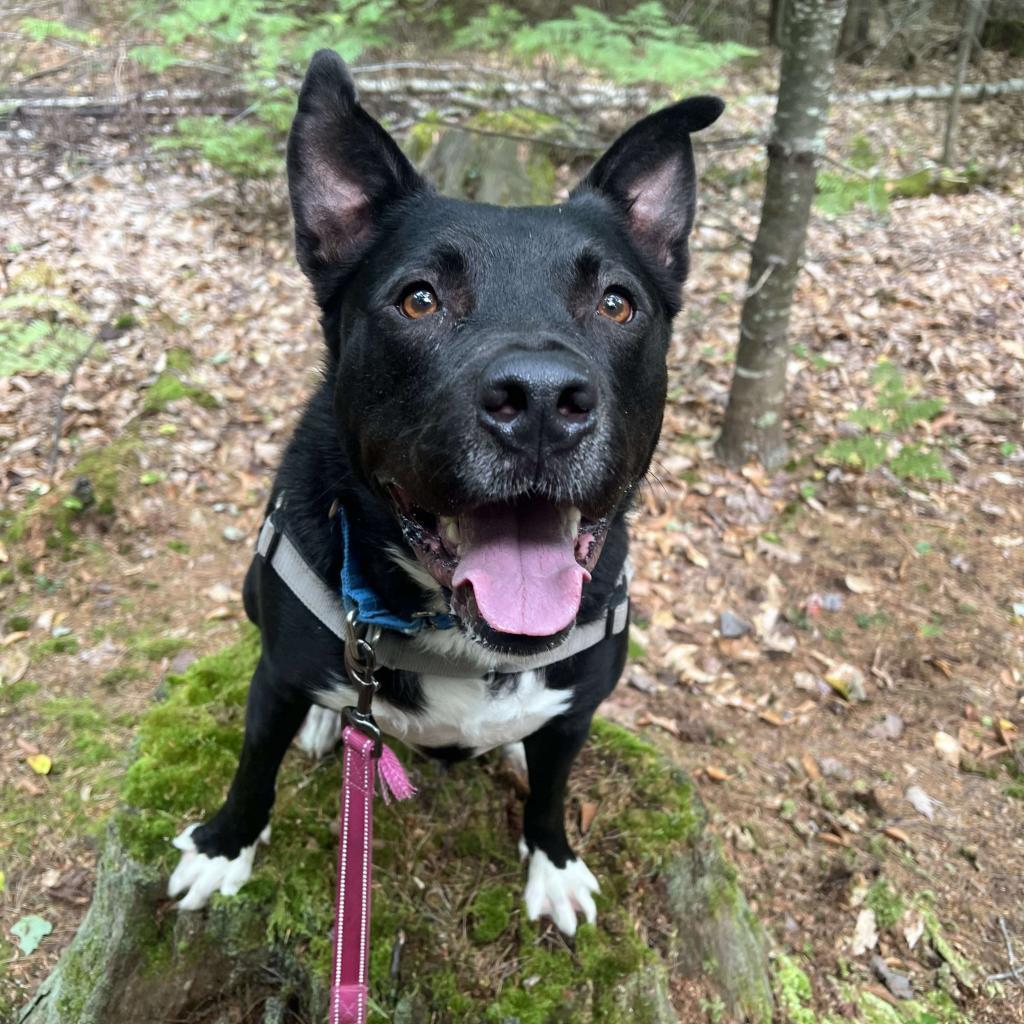 Titan, an adoptable Husky, Terrier in Conway, NH, 03818 | Photo Image 4