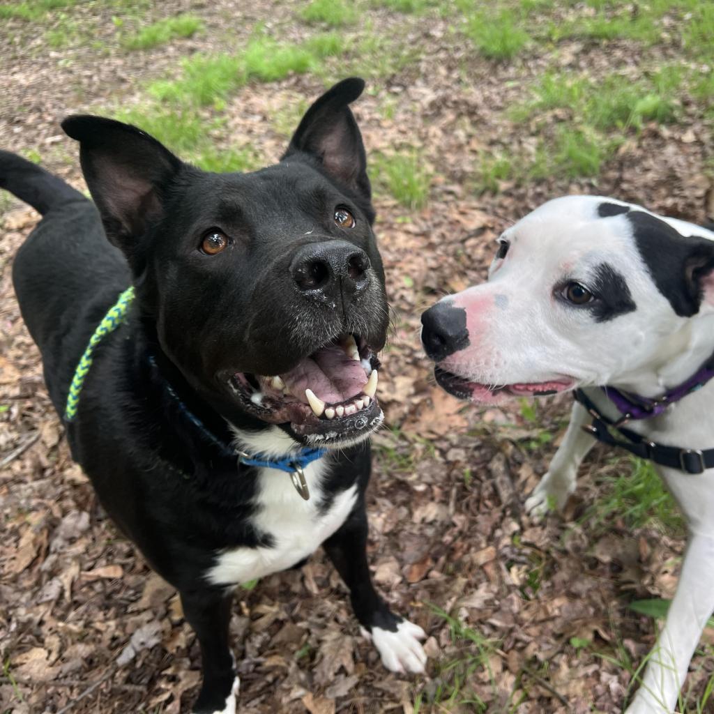 Titan, an adoptable Husky, Terrier in Conway, NH, 03818 | Photo Image 5