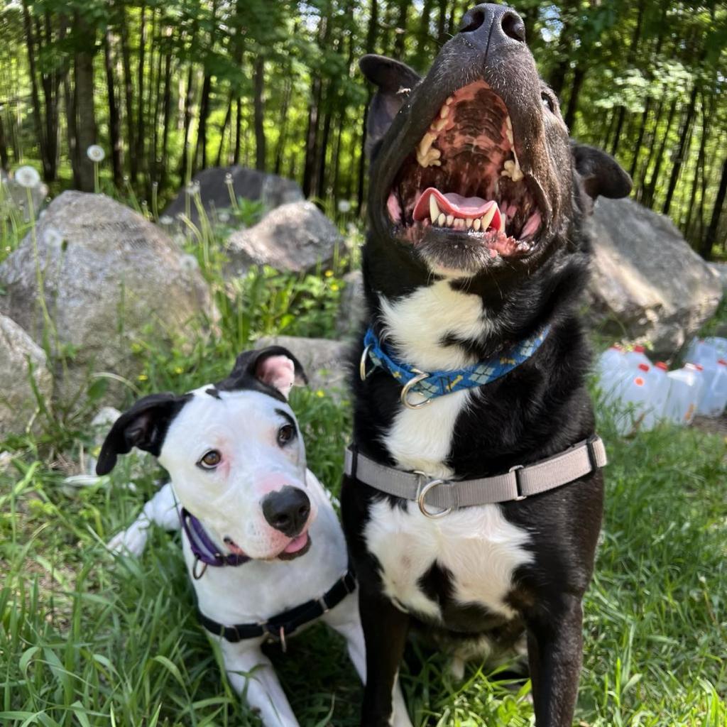 Titan, an adoptable Husky, Terrier in Conway, NH, 03818 | Photo Image 6