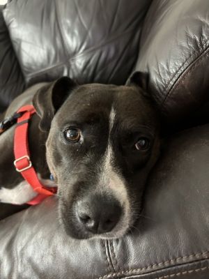 K Roger, Adult Female Mixed Breed