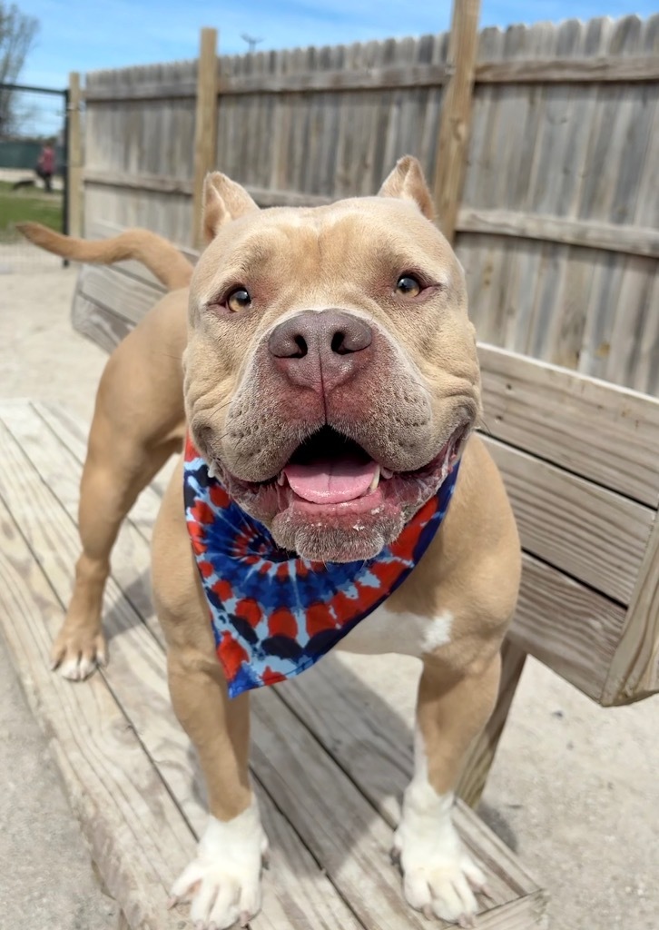 Scottie, an adoptable American Bulldog, Mixed Breed in Muskegon, MI, 49442 | Photo Image 1
