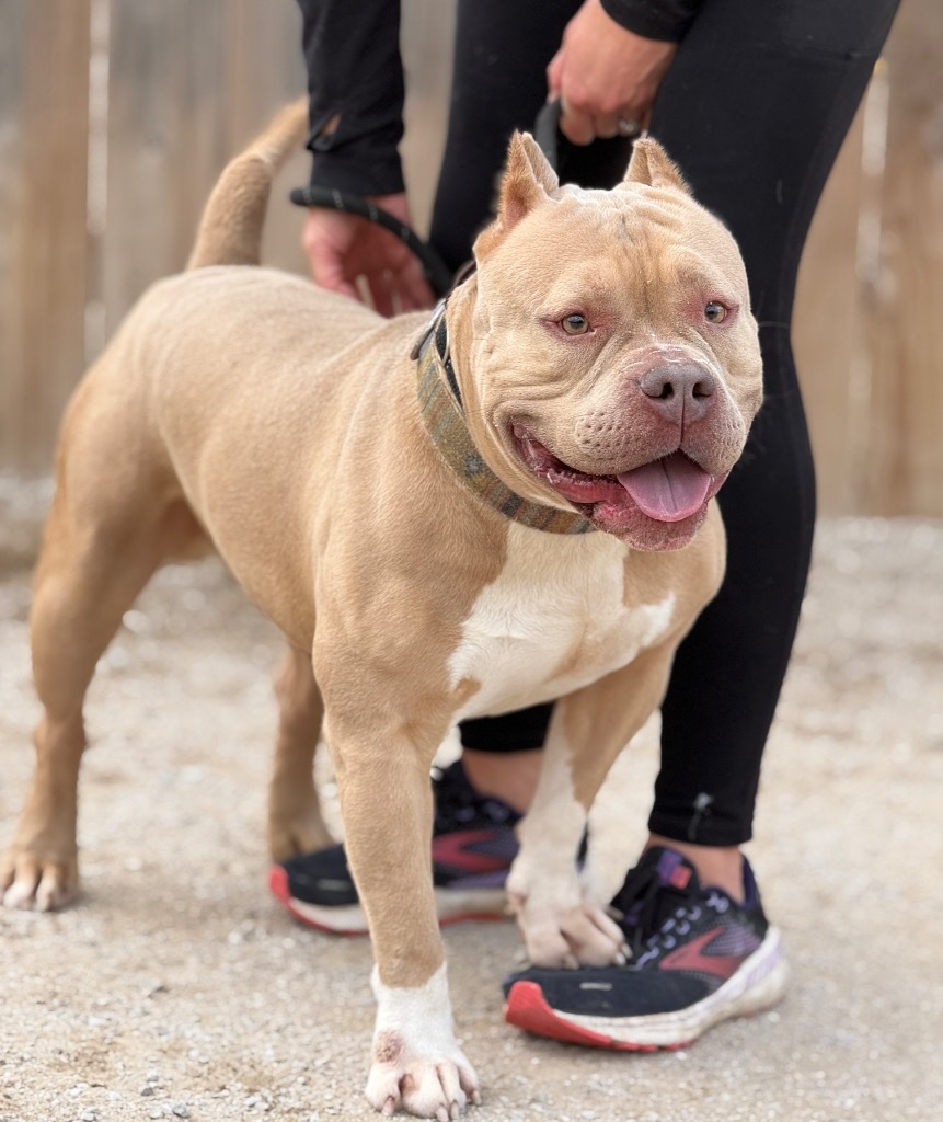 Scottie, an adoptable American Bulldog, Mixed Breed in Muskegon, MI, 49442 | Photo Image 2