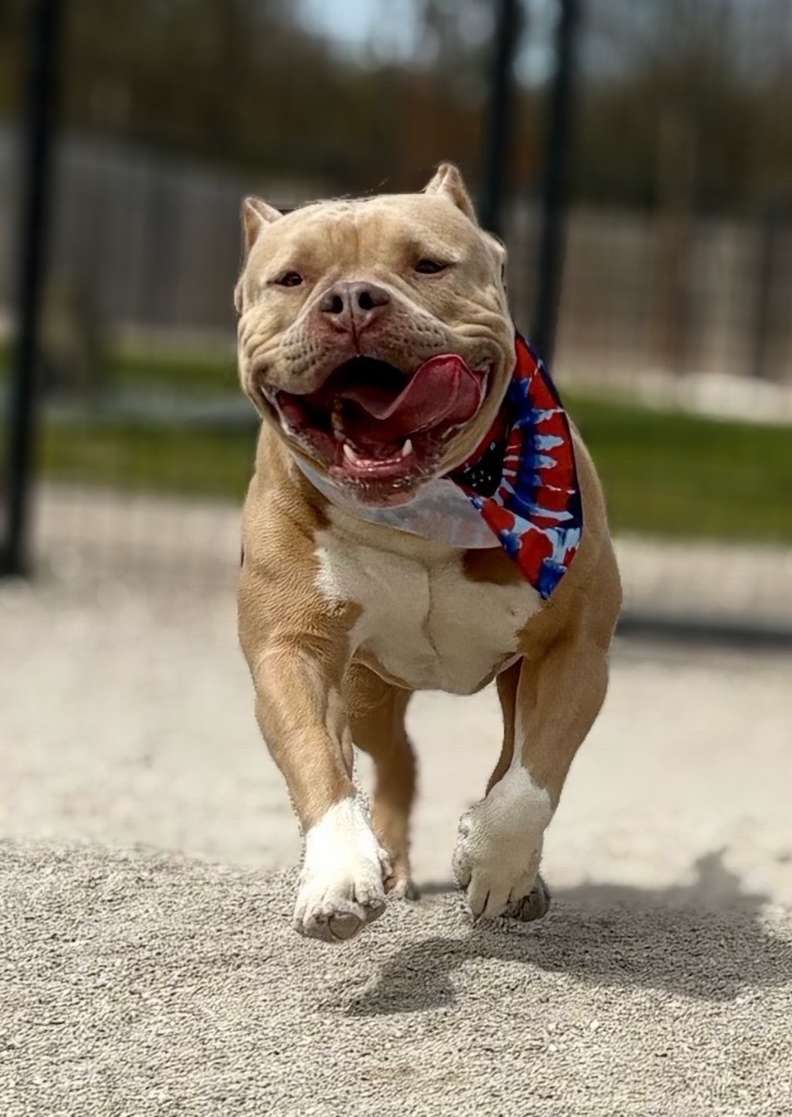 Scottie, an adoptable American Bulldog, Mixed Breed in Muskegon, MI, 49442 | Photo Image 3