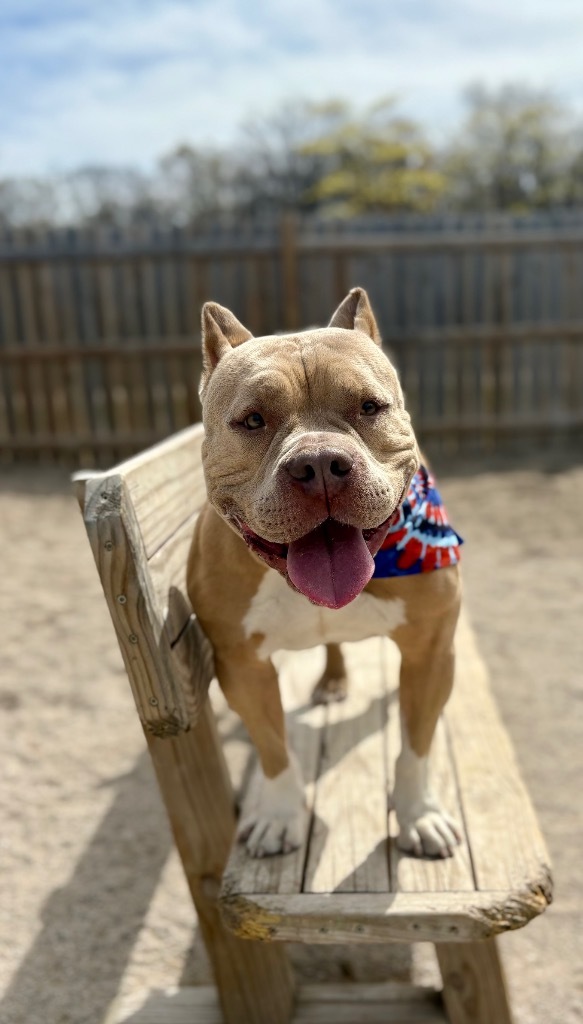 Scottie, an adoptable American Bulldog, Mixed Breed in Muskegon, MI, 49442 | Photo Image 4