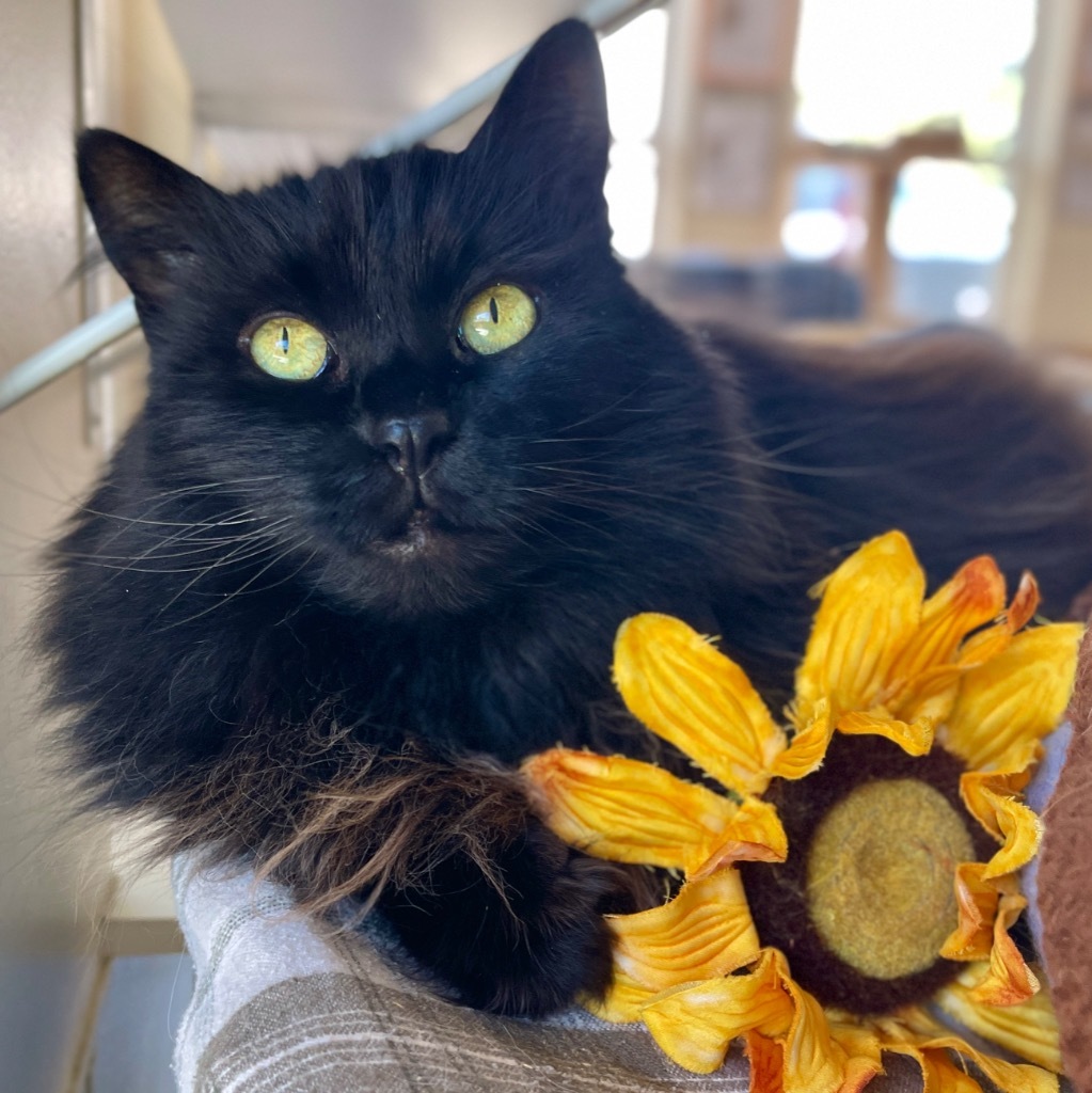 Lola, an adoptable Domestic Long Hair in Cambria, CA, 93428 | Photo Image 1
