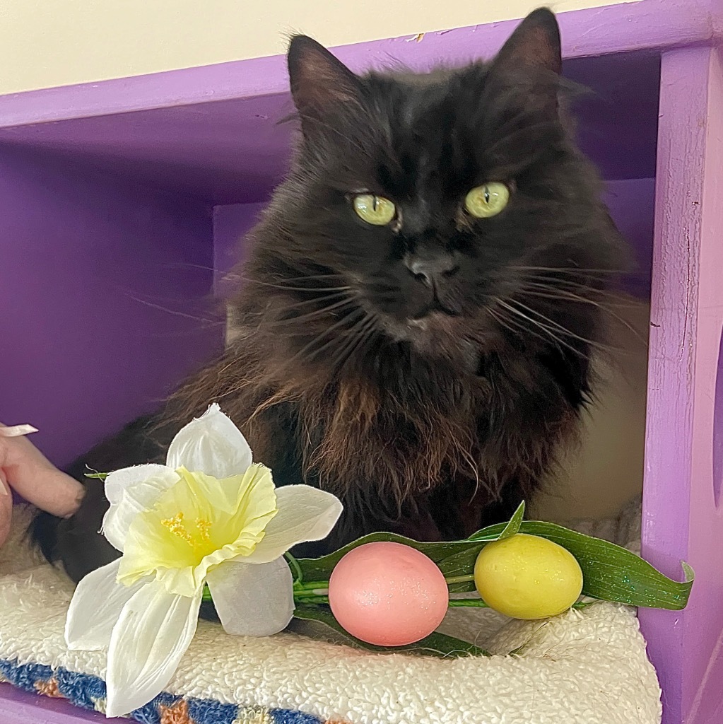 Lola, an adoptable Domestic Long Hair in Cambria, CA, 93428 | Photo Image 1