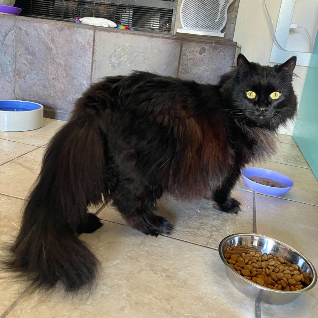 Lola, an adoptable Domestic Long Hair in Cambria, CA, 93428 | Photo Image 2