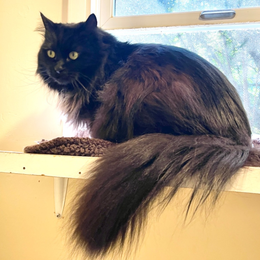 Lola, an adoptable Domestic Long Hair in Cambria, CA, 93428 | Photo Image 3